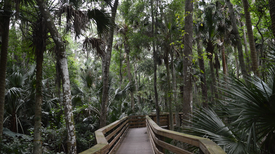 TOP 5 BEST SPRING TRAIL RUNNING ROUTES IN FLORIDA