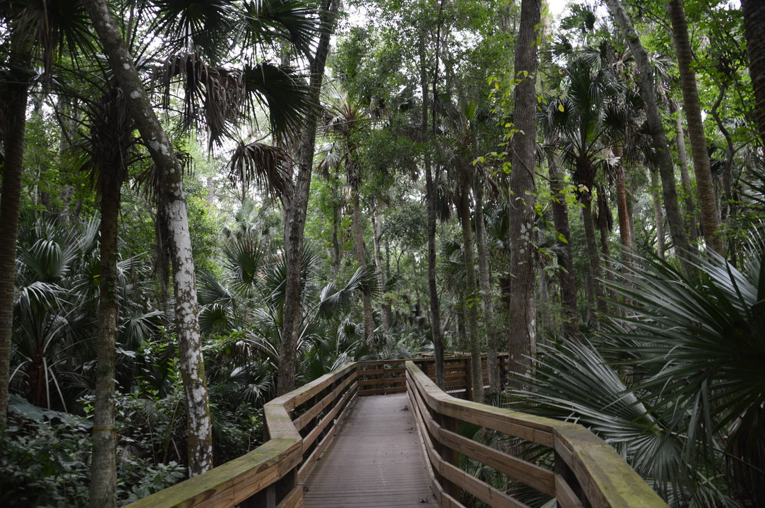 TOP 5 BEST SPRING TRAIL RUNNING ROUTES IN FLORIDA